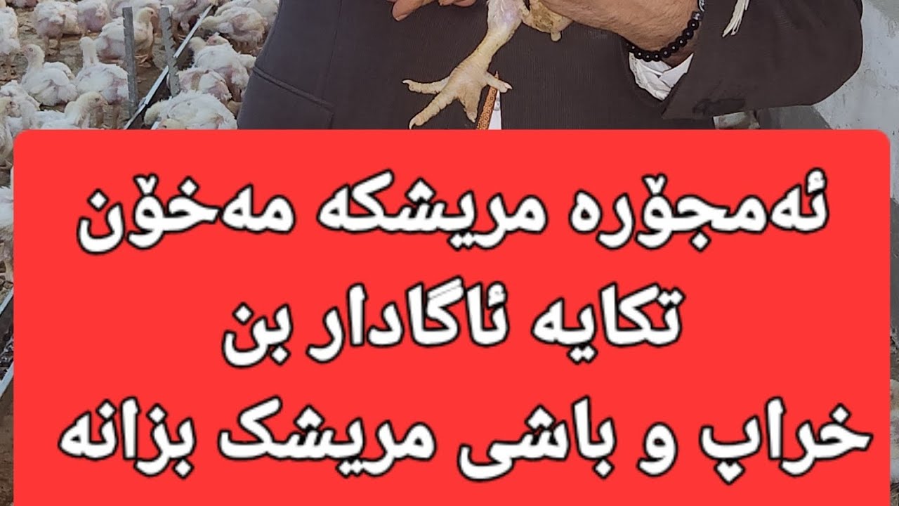 ئەمجۆرە مریشکە مەخۆنتکایە ئاگادار بنخراپ و باشی مریشک بزانە