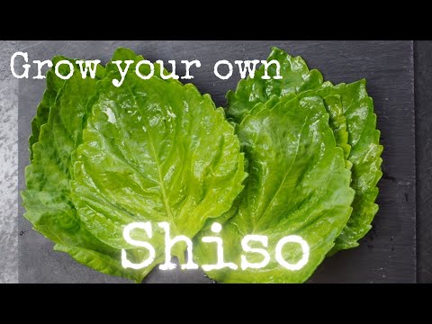 Βίντεο: Τι είναι ένα βότανο Shiso: Συμβουλές για την καλλιέργεια φυτών μέντας Perilla
