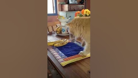 cat goes bananas