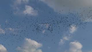 TyFlow Birds