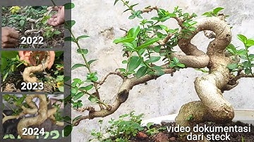 membuat bonsai Sancang dari nol, video dokumentasi dari steck sampai sebesar itu