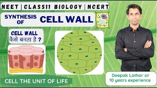 Synthesis of Cell Wall | Formation of Cell Wall | Plant 🌱 Cell Wall Formation | Cell Wall part-2