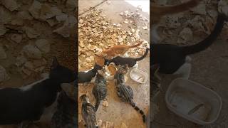 Roscoe, Little Co, Wild Thing, Daisy, Tabby and Enos! Kittie Breakfast @Robbie Stingle