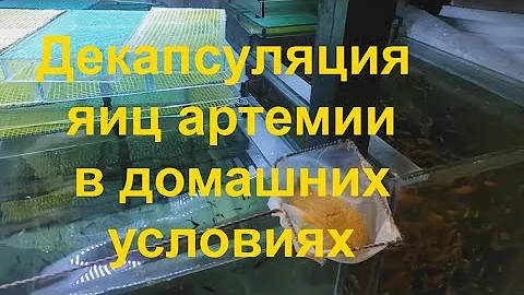 Декапсуляция яиц артемии в домашних условиях