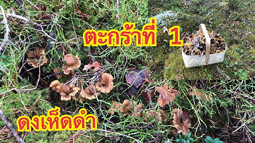 🍄31/1/21🍄 คลิปเก็บเห็ดดำก่อนหิมะตกมาแล้วจ้า( ตะกร้าที่ 1/3) ดอกสวยๆไม่สวยไม่เก็บจ้า Mushrooms 🍄