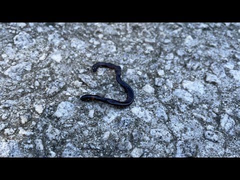 Video: Worms Everywhere