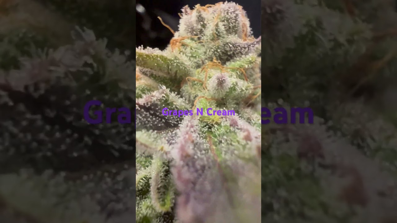 Grapes N Cream strain.  Grown by: Candyman Garden’s