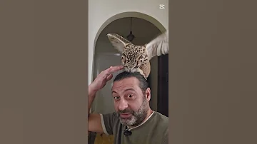 البومة ليلي معلومة غريبة في تربية البومة طيور بومه بومة 