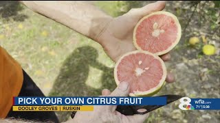 Pick your own citrus at this Tampa Bay grove