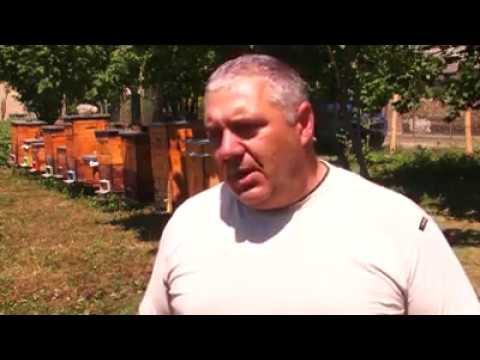 სპეციალისტებმა გვაზაურში ფუტკრის დასუსტების ფაქტი შეისწავლეს