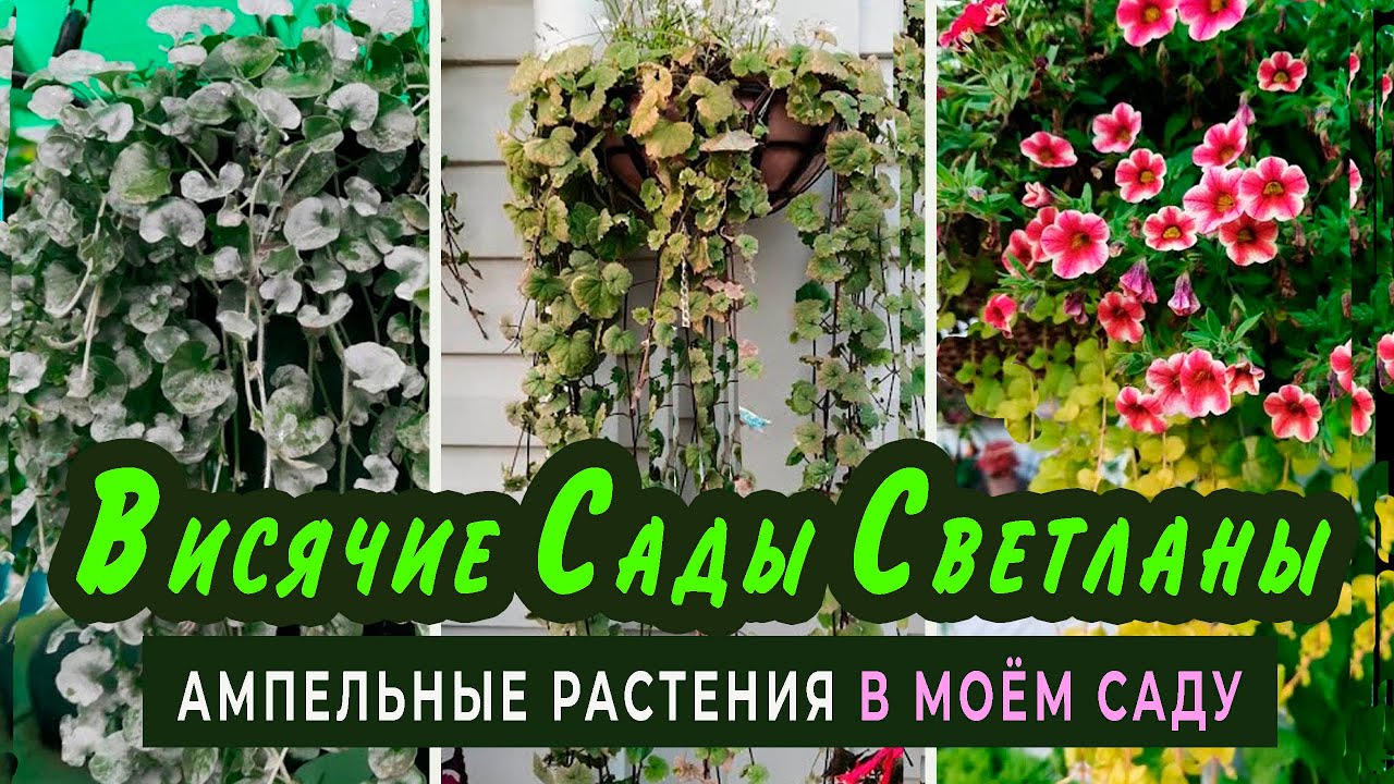 Ампельные Цветы Для Сада Фото