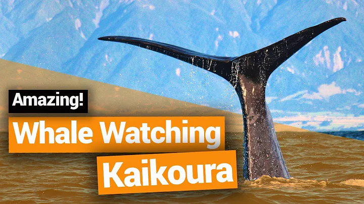 🐋 Whale Watching  in Kaikoura – New Zealand's Biggest Gap Year – Backpacker Guide New Zealand - DayDayNews