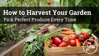 Garden Harvest Tips - How To Pick Perfect Produce by Gardening Know How 3,554 views 1 year ago 9 minutes, 17 seconds