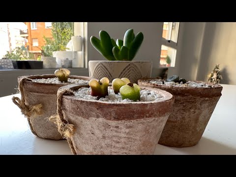 Конофитум/ Conophytum. Зимний уход. 02.02.2024.