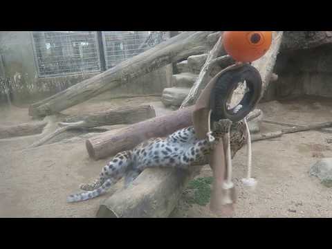 #28 Feb 2018 Amur leopard at Oji zoo, Kobe, Japan