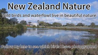 New Zealand nature and wildlife,  follow my lens to see what wild birs  and water birds there are