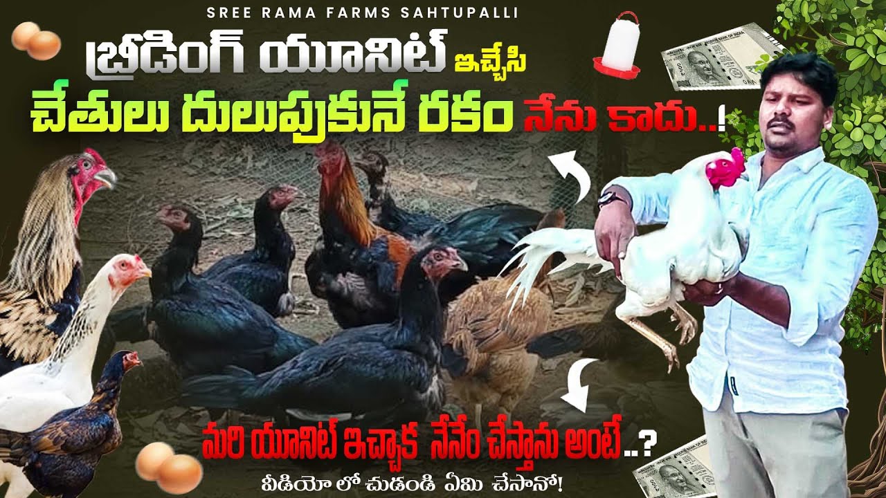 మనం బ్రీడింగ్ యూనిట్ ఇచ్చిన తరువాత #guidance #breading #poultry#farming ‎⁨@SreeRamaFarms-Sathupalli⁩
