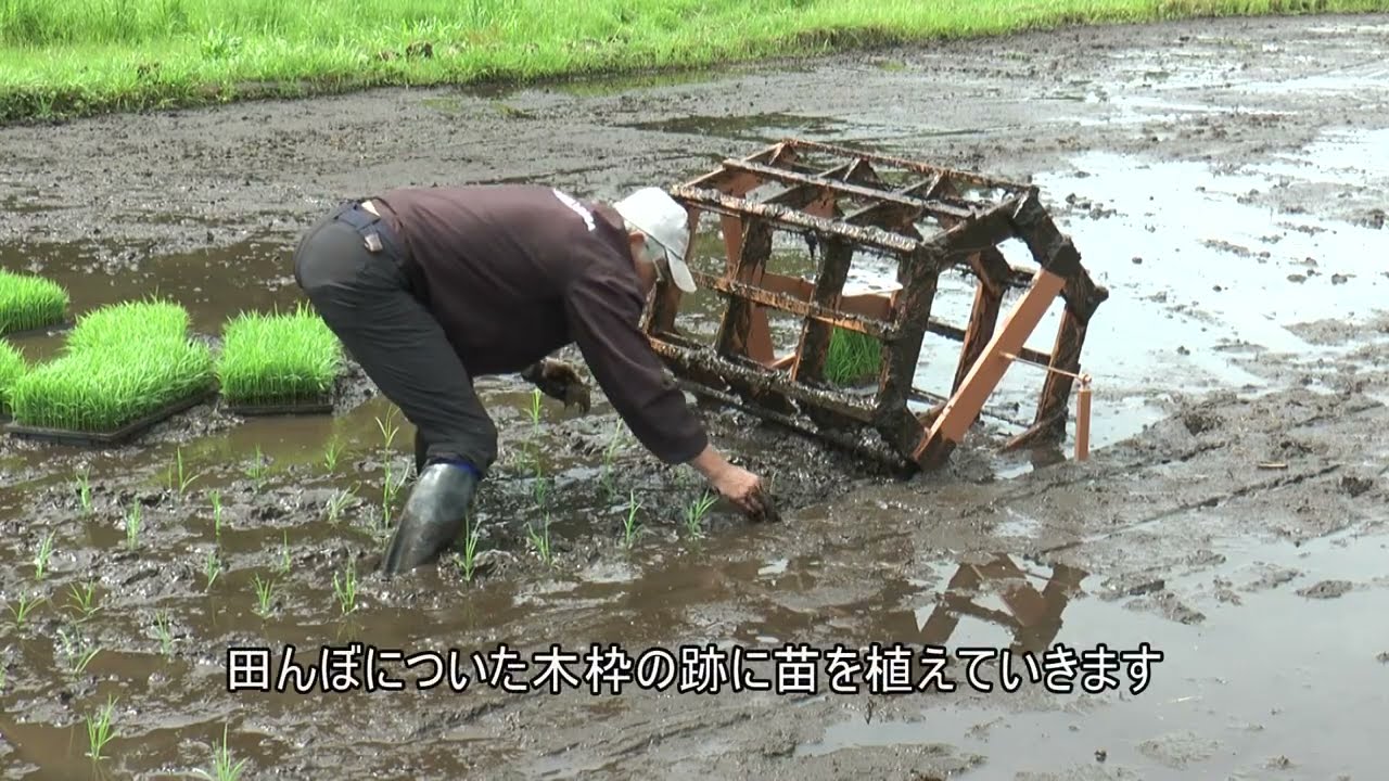 田んぼ　農業　ころがし 昔ながらの木枠を転がし条間ゲージで田植え. 2026年5月 - YouTube