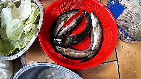 Nay đi chích cá  tex máy cũng ok . sẳn nhậu vs cá lóc hấp | xa quê vlog 