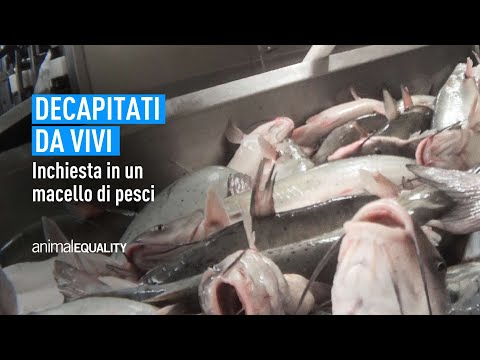 Estrema sofferenza dei pesci in un macello in USA | Un’inchiesta di Animal Equality