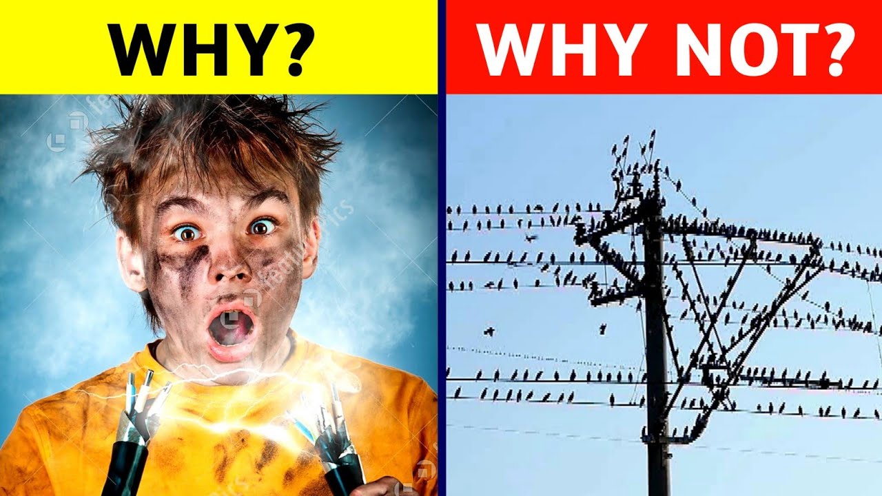 Why Birds Does Not Get Electric Shock? Top Birds Best Birds
