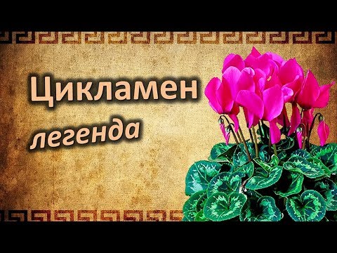 Легенда о Цикламене. Цикламен – цветок гордости и самоуважения!