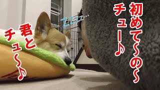 最低な飼い主はすぐこんなイタズラをします・・・【コーギーチロ】