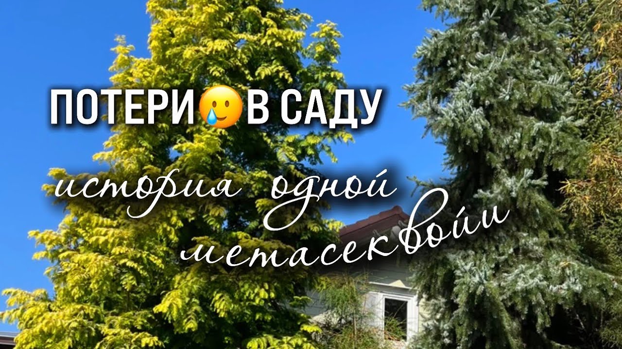 Потери в саду.История одной метасеквойи