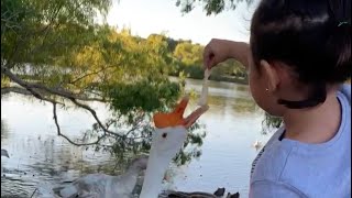 What do geese eat? Check out this cool video. Can Geese Eat Nuts