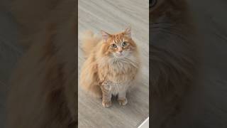 Download Lagu Who's blowing raspberries in here 😂 #cat #cuteanimal #cutecat #pet #cutepet #catvideos #cute MP3