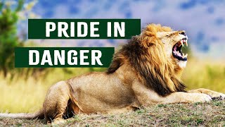 Starving Lions Struggle To Survive The Drought | Predators In Peril | Apex Predator