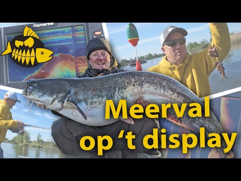 Video: Feiten Over Meerval