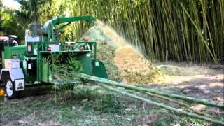 Chipping Bamboo At Bamboo Land, Australia