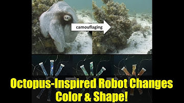Octopus-Inspired Robot Changes Color & Shape! | OCTOID Soft Robotics