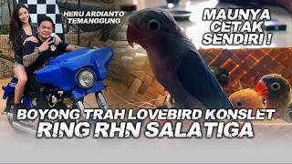 BOYONG TRAH LOVEBIRD KONSLET RING RHN SALATIGA KE TEMANGGUNG
