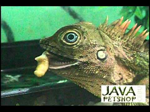 petshop in cebu city Anglehead Lizard For Sale|Anglehead Lizard Feeding Time|Forest Dragon Gonocephalus liogaster