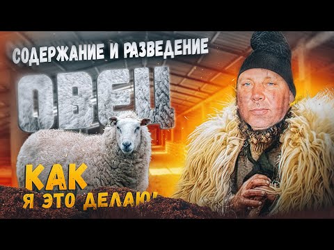 Размножение овец в домашних условиях