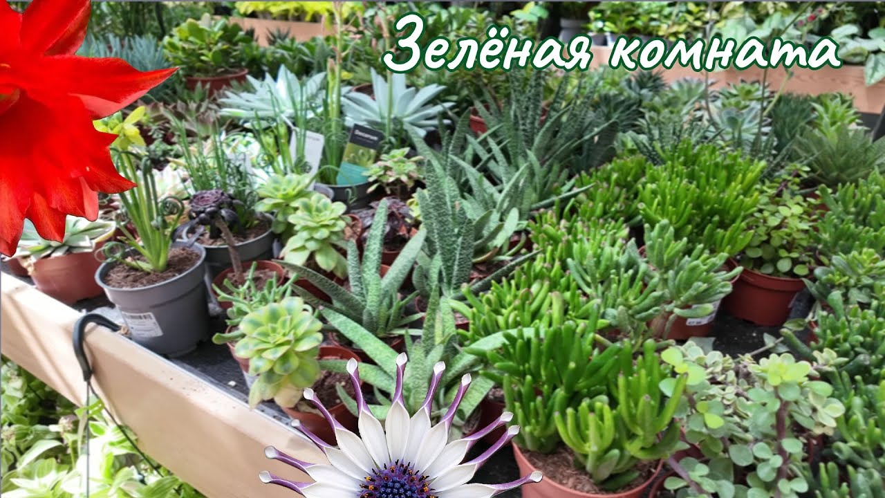 Хроника садового центра, весело и увлекательно.