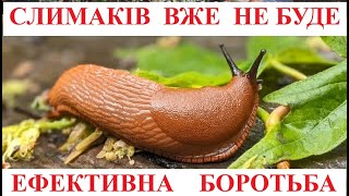 картинка: ЕФЕКТИВНІ  МЕТОДИ  БОРОТЬБИ ЗІ  СЛИМАКАМИ