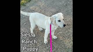 Siess Ranch Lab Puppy Reagan