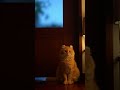 Cat teach someone a lesson