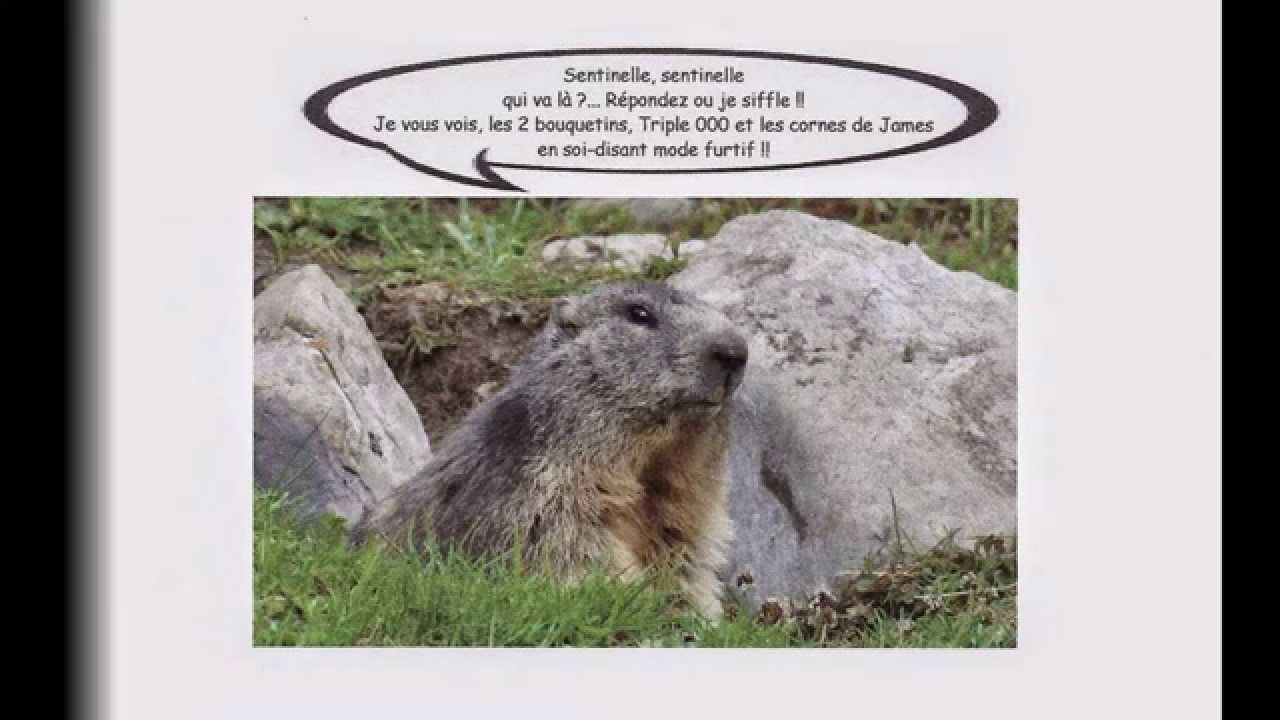 Avoir Images Histoires Droles D Animaux Youtube actualisé par
