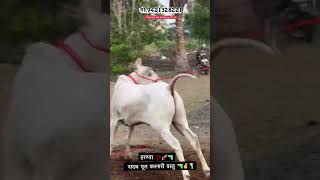 कसा आहे हत्यार फुल पॉवर #bailpremi 🐂🐂🚩
