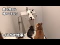 買い物から帰ってきたらトイレが悲惨なことに