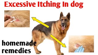 dog की खाज खुजली का इलाज: remedies for itching problem by At Mix 584 views 1 month ago 4 minutes, 40 seconds