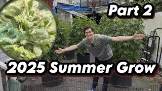 2025 Summer Grow Part 2 | HARVEST