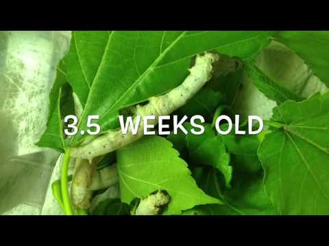 Βίντεο: Αστείο Oakleaf Silkworm