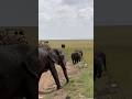 🐘🩵 #baby #elephant crossing road with #family #masaimara #africa #kenya #wildlife #safari #nature
