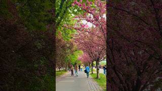 Cherry Blossom Budapest