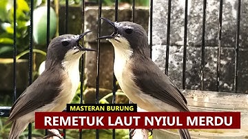 Suara Asli Burung Sulingan Mini / Remetuk laut GACOR | Untuk MASTERAN Tledekan BAKAU Gunung & SRDC